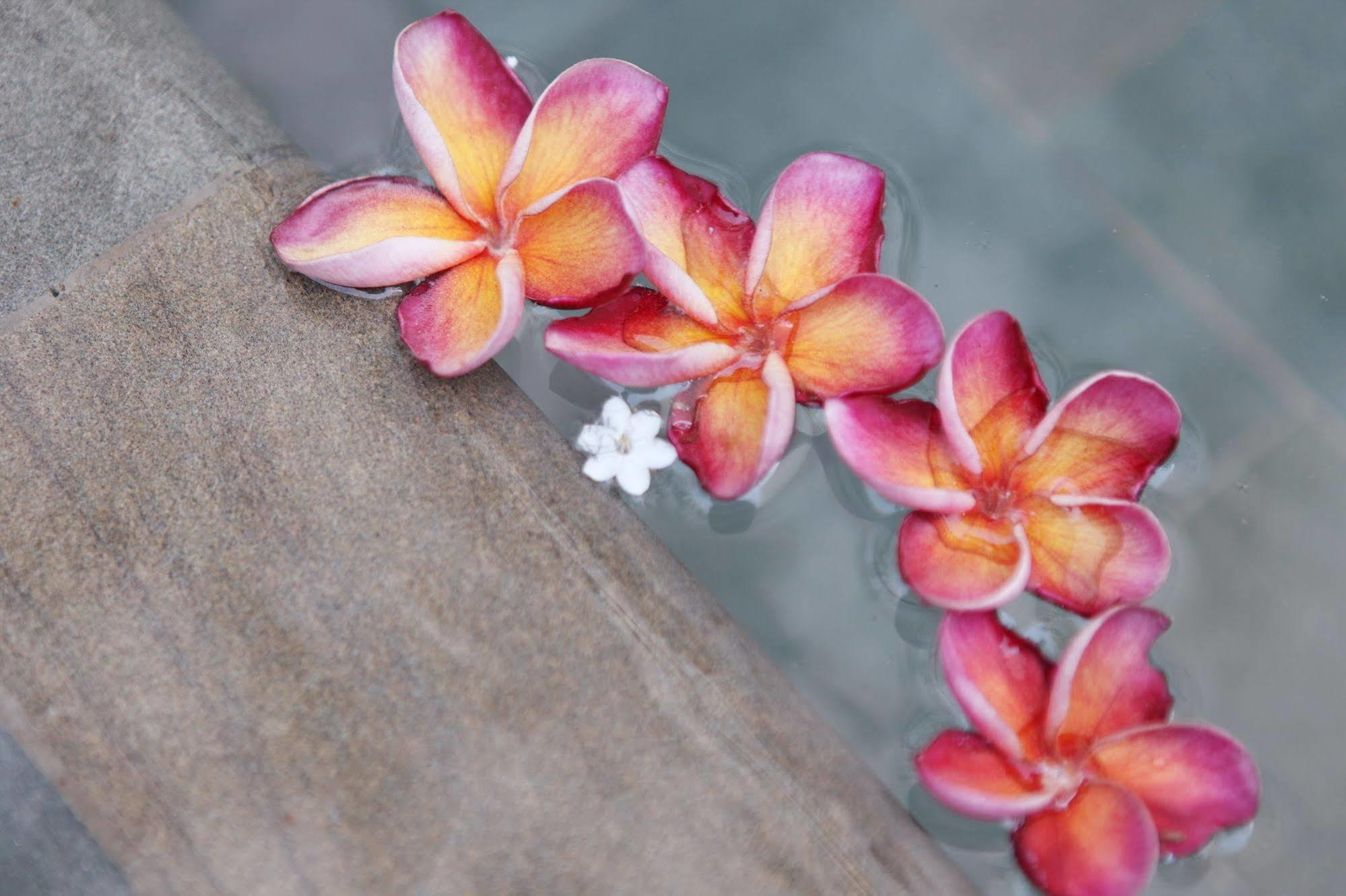 The Frangipani Living Arts Hotel And Spa Phnom-Penh Buitenkant foto
